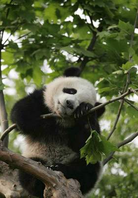 2012年9月成都游记 成都熊猫基地游记