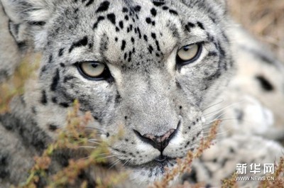 美丽而濒危的猫科动物--雪豹 猫科动物实力排名