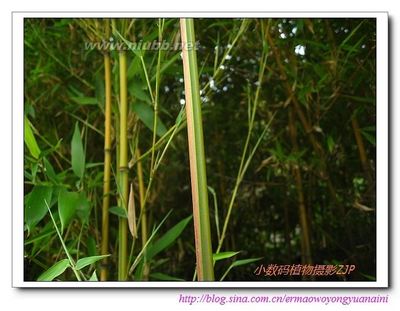 金镶玉竹——小数码植物摄影（434) 摄影数码