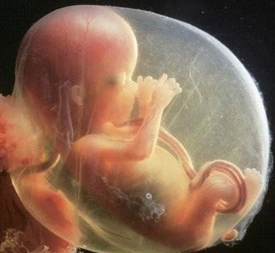 转《怀孕十月,胎儿每个月想对妈妈说的话》 胎儿每个月发育过程图