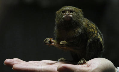世界最小的猴子-侏儒狨 最小的猴子