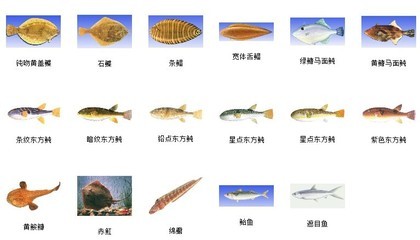 常用食用海洋鱼类 可食用鱼类