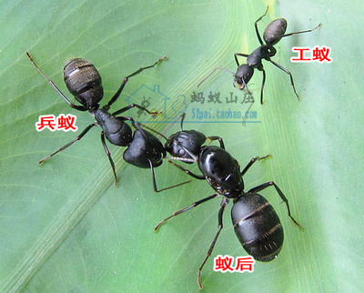 蚂蚁工坊5之蚁后之死 蚂蚁为什么要杀死蚁后