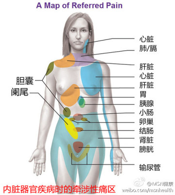 人体内脏结构图（医学图谱） 内脏器官对应疼痛图