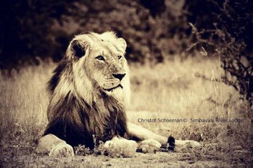 非洲雄狮联盟”坏男孩“一成员1挑4雄狮，惨烈牺牲2 坏男孩雄狮联盟