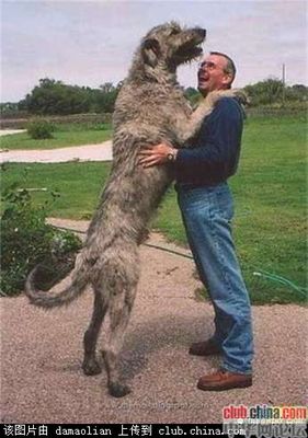 世界上最大的犬与最小的狗，藏獒不是对手！【组图】 世界上最大藏獒王