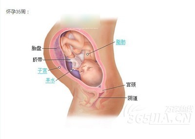 胎儿发育过程全40周每周发育3D图 孕38周胎儿发育情况