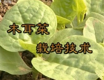 木耳菜栽培技术 大叶木耳菜种植方法