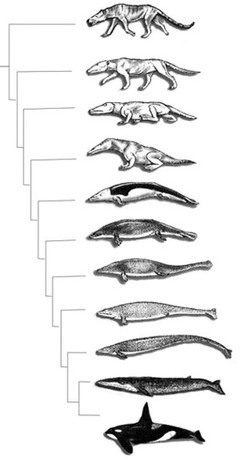 鲸的进化 鲸是怎样进化的