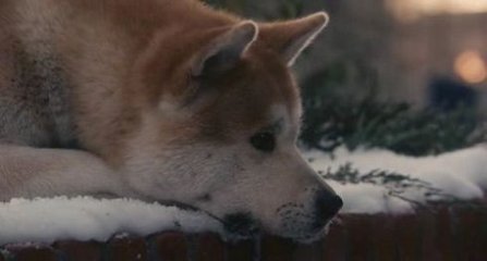 美国电影《忠犬八公的故事》2010超清版中文字幕 忠犬八公双语字幕