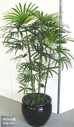 常见室内植物的功效 常见室内观赏植物