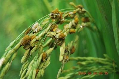水稻如何进行病虫害防治 水稻病虫害防治技术