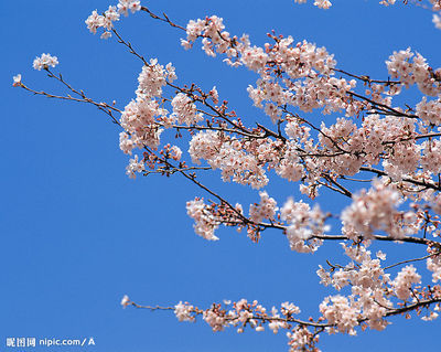 一部樱花在日本的发家史 日本樱花arukas部署ss