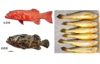 东星斑 图片 东星斑和大黄鱼哪个贵