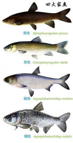 中国四大家鱼之首 中国四大名鱼