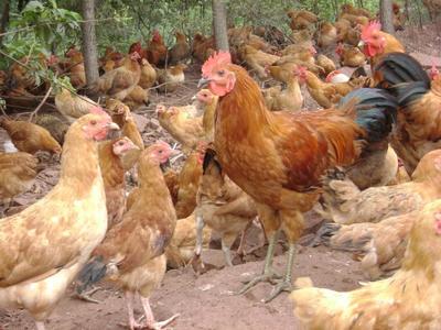 散养鸡的五种鸡舍的建设方法 养一百只土鸡利润多少