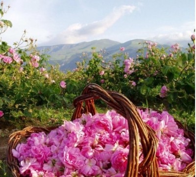 关于【最美国货】保加利亚玫瑰花水之真假问题的探讨 保加利亚玫瑰谷