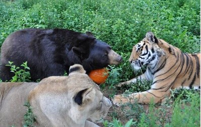 动物大对决之老虎战棕熊 自然传奇 20110514 动物大对决棕熊打鳄鱼
