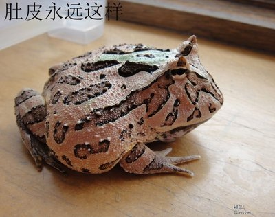 无尾目-角蛙的种类 角蛙的品种
