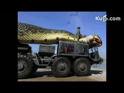 捕获的世界上最大的莽蛇照片 伊朗捕获世界最大巨蟒