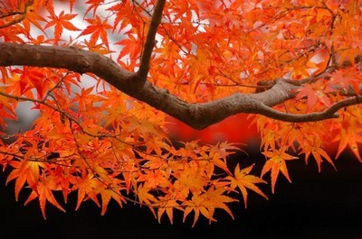 美图欣赏：人间最美的秋景系列