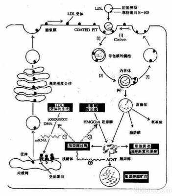 极低密度脂蛋白偏低是怎么回事 血脂低密度脂蛋白偏低