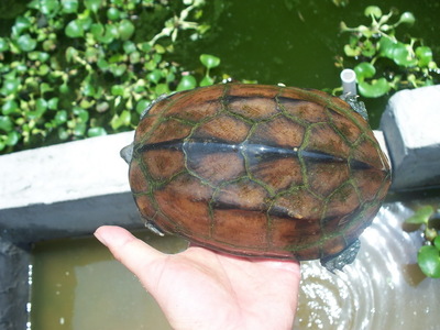 长寿龟（中华草龟）的家庭饲养和管理 草龟的饲养方法