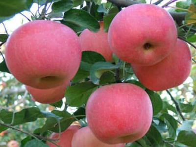 吃苹果有什么好处和什么时候吃苹果最好 吃苹果有什么作用