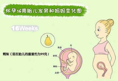 四个月宝宝发育指标 怀孕4个月看男女方法