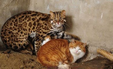 孟加拉豹猫详解 孟加拉豹猫图片