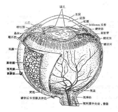 沙眼衣原体和解脲支原体感染与稽留流产的关系 稽留流产最佳流产方式