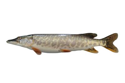 白斑狗鱼的养殖技术 咸鱼 鱼干