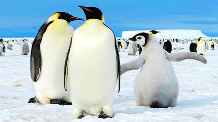 为什么企鹅只生活在南极？ 为什么南极有企鹅