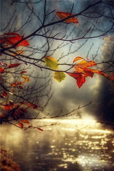 唯美哲理语句：人生有时是晓风残月，明丽而诗意；人生有时是一树