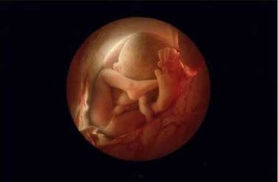 胎儿发育全过程：从受孕到成型（图）