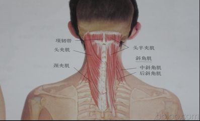 颈部肌肉的起止点作用及神经支配 尺神经支配的肌肉