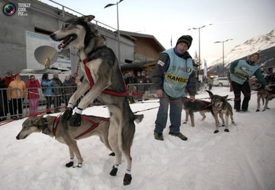 世上最给力的雪橇狗大赛/组图 雪橇狗价格