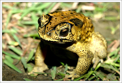 黑斑蛙养殖的天敌预防 黑斑蛙养殖利润有多少