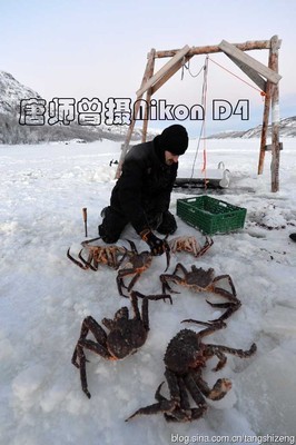北极，捕世上最大螃蟹——帝王蟹 帝王蟹和螃蟹的区别