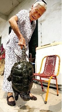 村民犁地犁出12斤重鳄鱼龟 专家：杀死吃掉(图) 鳄鱼龟多少钱一斤