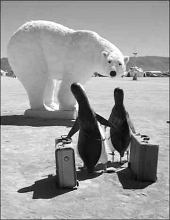 北极也有企鹅 北极熊为什么不吃企鹅
