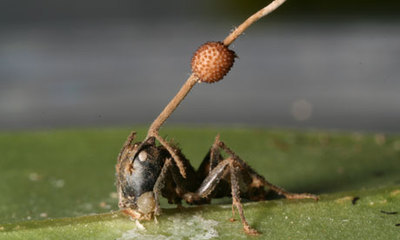 美科学家发现地球最古老“僵尸蚂蚁”证据 僵尸蚂蚁吃人图片