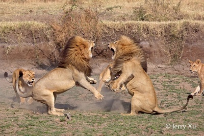 【肯尼亚】狮王争霸！马赛马拉玛莎狮群的终极巅峰较量 肯尼亚马赛马拉