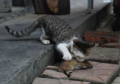 猫抓耗子 什么狗抓老鼠最厉害