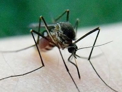 被蚊子叮咬后的快速止痒方法 蚊虫叮咬如何快速止痒
