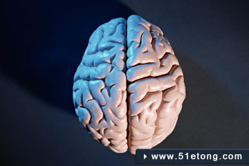 左脑和右脑的区别和分工 左脑和右脑哪个更重要