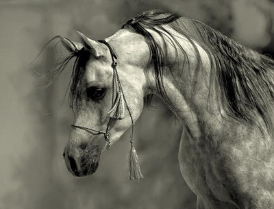 难得一见的精彩照片 关于马的精彩摄影照片