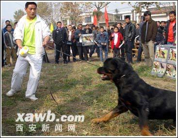 世界十大最凶狠的名犬 世界十大禁养名犬