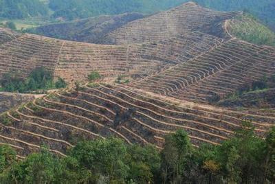 丰产油茶林的管理与效益分析 油茶种植效益