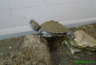 巴西龟的饲养方法,巴西龟饲养环境 怎样饲养巴西龟